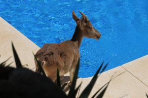 Ibex visiting Majada pool.