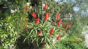 Red Hot Pokers